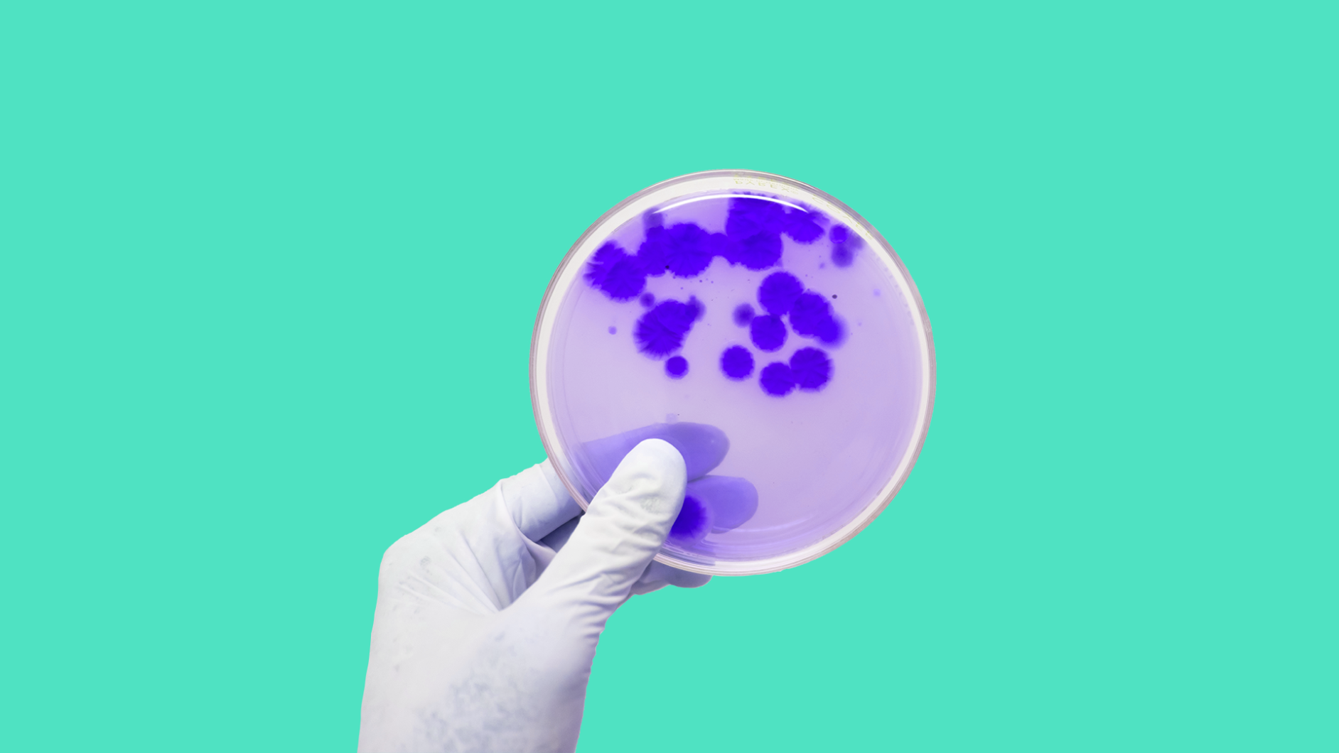 A petri dish represents antibiotics that cause C.Diff