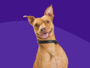 A happy dog - Prozac for dogs