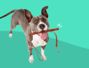 A dog with arthritis holds a leash in his mouth