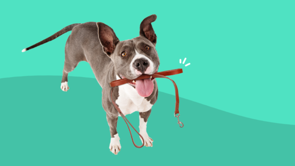 A dog with arthritis holds a leash in his mouth