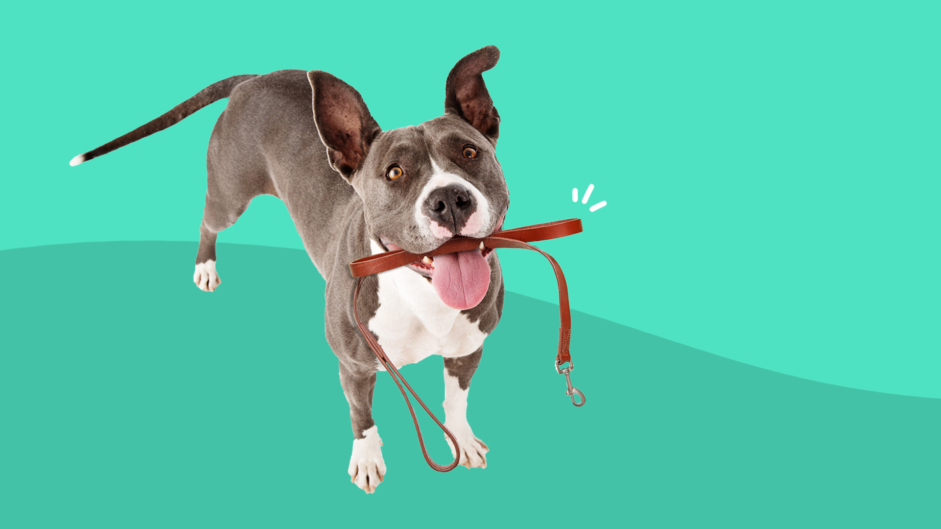 How To Treat Arthritis In Dogs With Prescription Medication