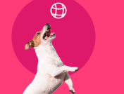 How to keep your dog healthy and safe at the dog park