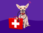 A dog with a first aid kit for pets
