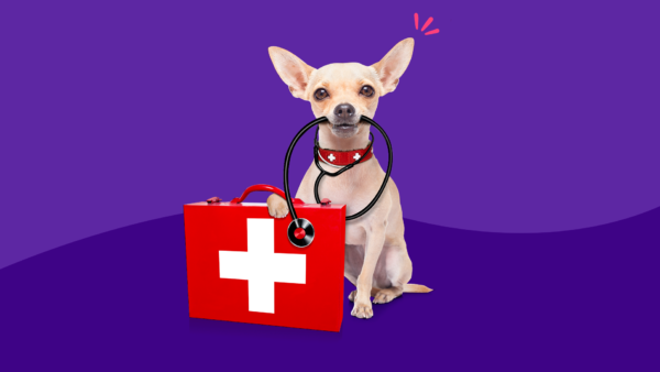 A dog with a first aid kit for pets