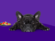 French bull dog laying on his stomach staring at a spoon with medication