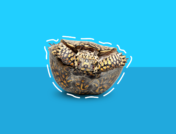 crazy ICD-10 codes - upside down turtle