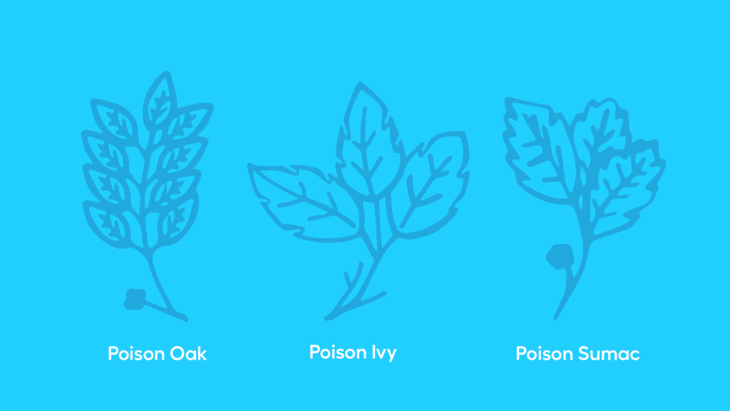 Poison ivy vs. poison oak vs. poison sumac illustration