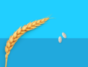 A piece of wheat and medications symbolize gluten-free drugs