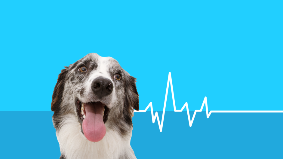Diabetes In Dogs Causes Symptoms Treatments