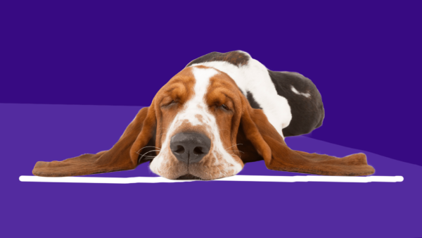 A dog sleeping represents dog seizures