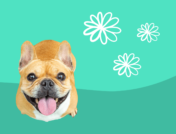 A dog with flowers represents allergy medicine for dogs