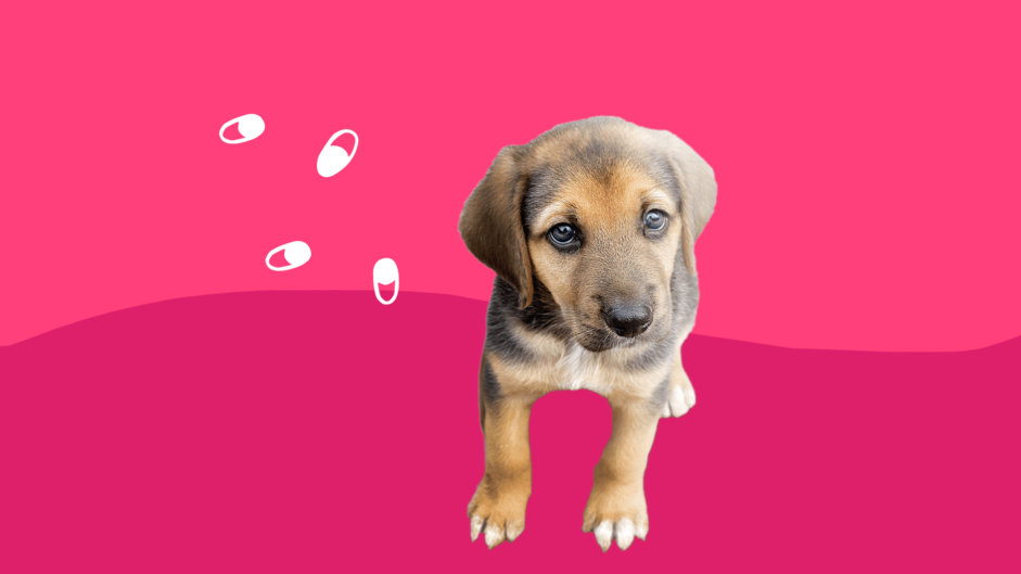 The top 10 discount pet medications on SingleCare