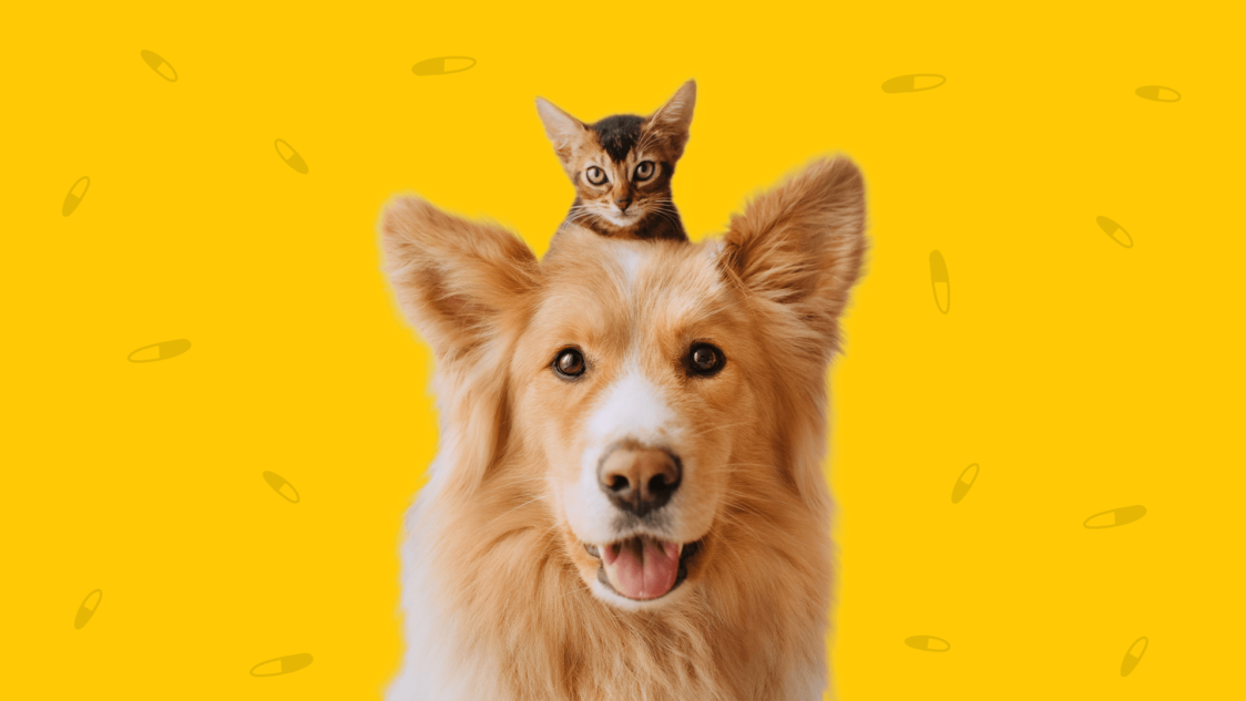 Where to fill pet prescriptions