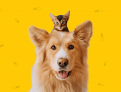 A dog and a cat represent where to fill pet prescriptions