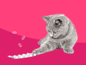 A cat with pills represents pet antibiotics