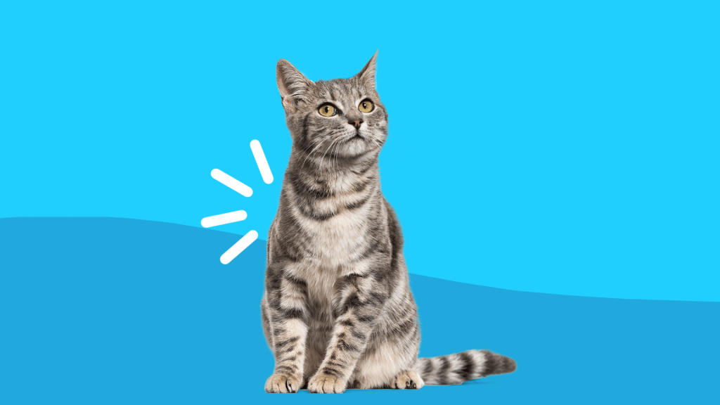 Picture of Signs of arthritis in cats and how to treat it