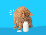 A cat sniffing a pill bottle: What to do if your pet ingests your pills
