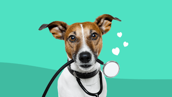 A dog with a stethoscope represents high blood pressure in dogs