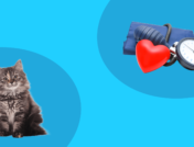 High blood pressure in cats