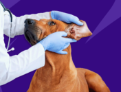 A vet checks for a dog ear infection