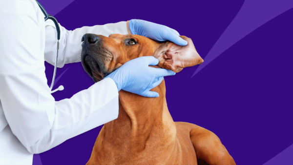 A vet checks for a dog ear infection