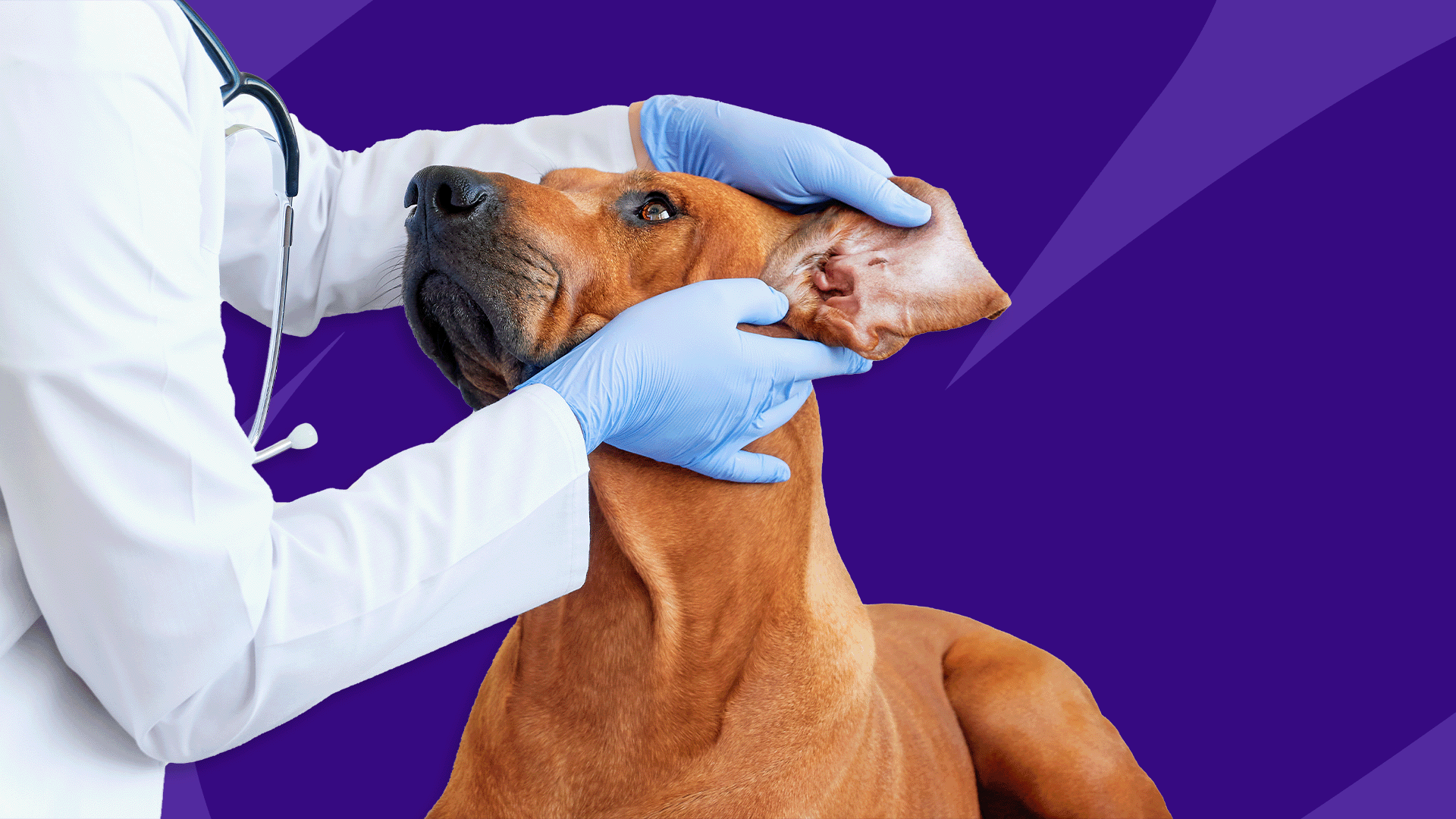5 dog ear infection treatments