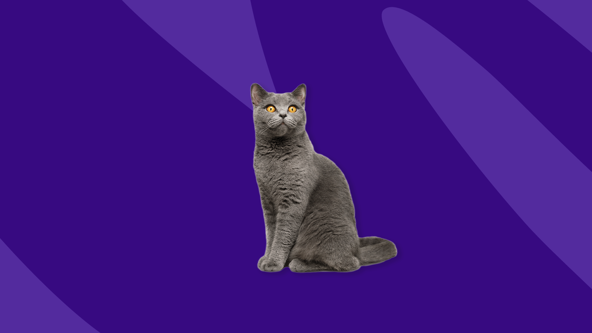 A gray cat - lantus insulin for cats