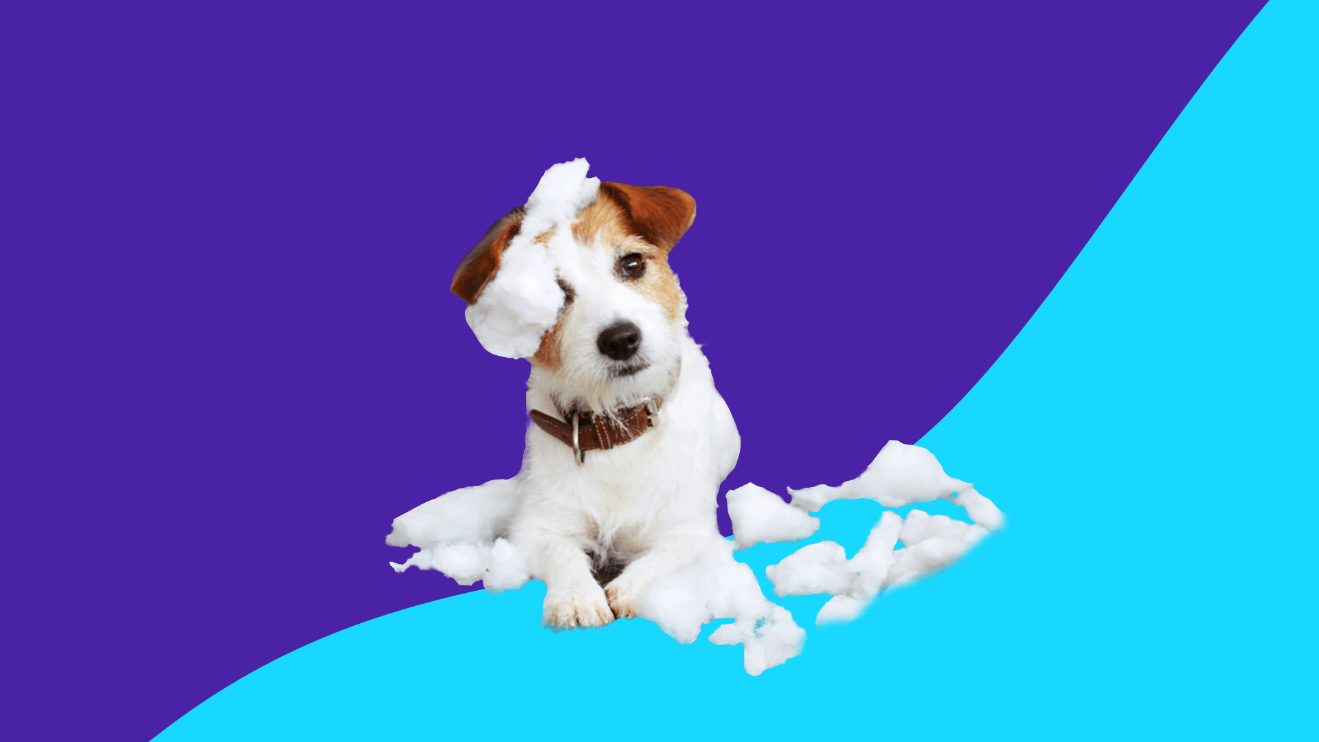 What can I give my dog for anxiety? 5 dog anxiety medications What Can I Give My Dog For Anxiety? 5 Dog Anxiety Medications