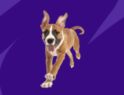 dog - cyclobenzaprine for dogs