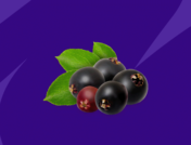 Elderberry benefits