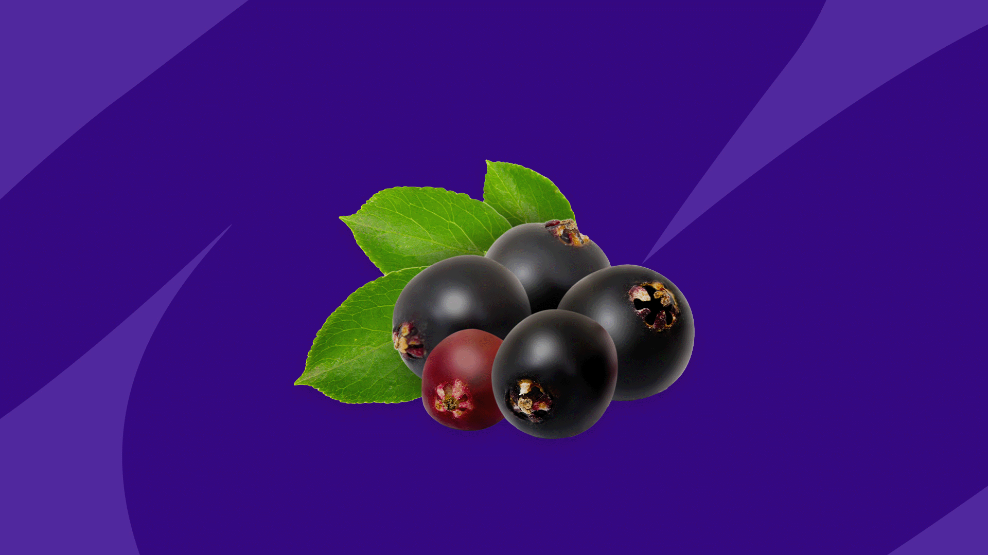 Elderberry benefits, side effects, and interactions