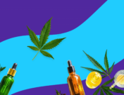 cannabis plant and cbd extract - cbd vs marijuana
