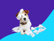 An anxious dog tearing up bedding _ amitriptyline for dogs