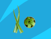 Aloe vera plant - sunburn itch