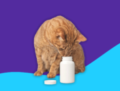 Can you use metronidazole for cats?