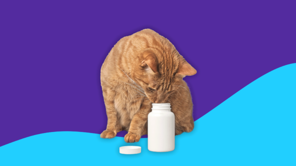 What Is The Best Pet Allergy Medicine For Humans?