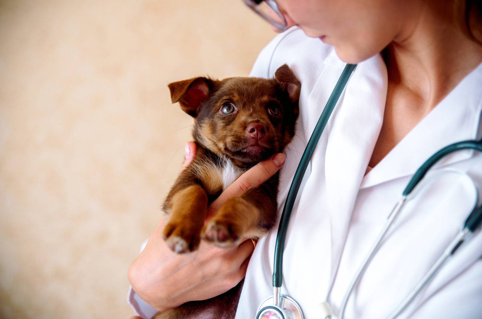 Veterinarian holding puppy: Cephalexin dosage for dogs