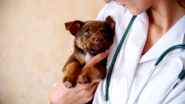 Veterinarian holding puppy: Cephalexin dosage for dogs