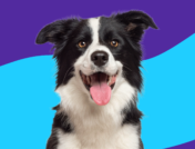 A Border Collie sitting with its mouth open: Gabapentin for dogs