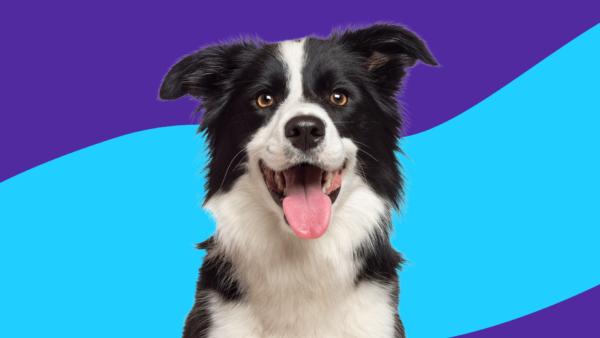 A Border Collie sitting with its mouth open: Gabapentin for dogs