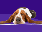 A hound dog sleeping: Prednisone for dogs