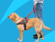Service dog on a leash