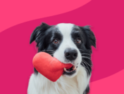 A black and white dog holding a heart shaped toy in their mouth: Furosemide for dogs