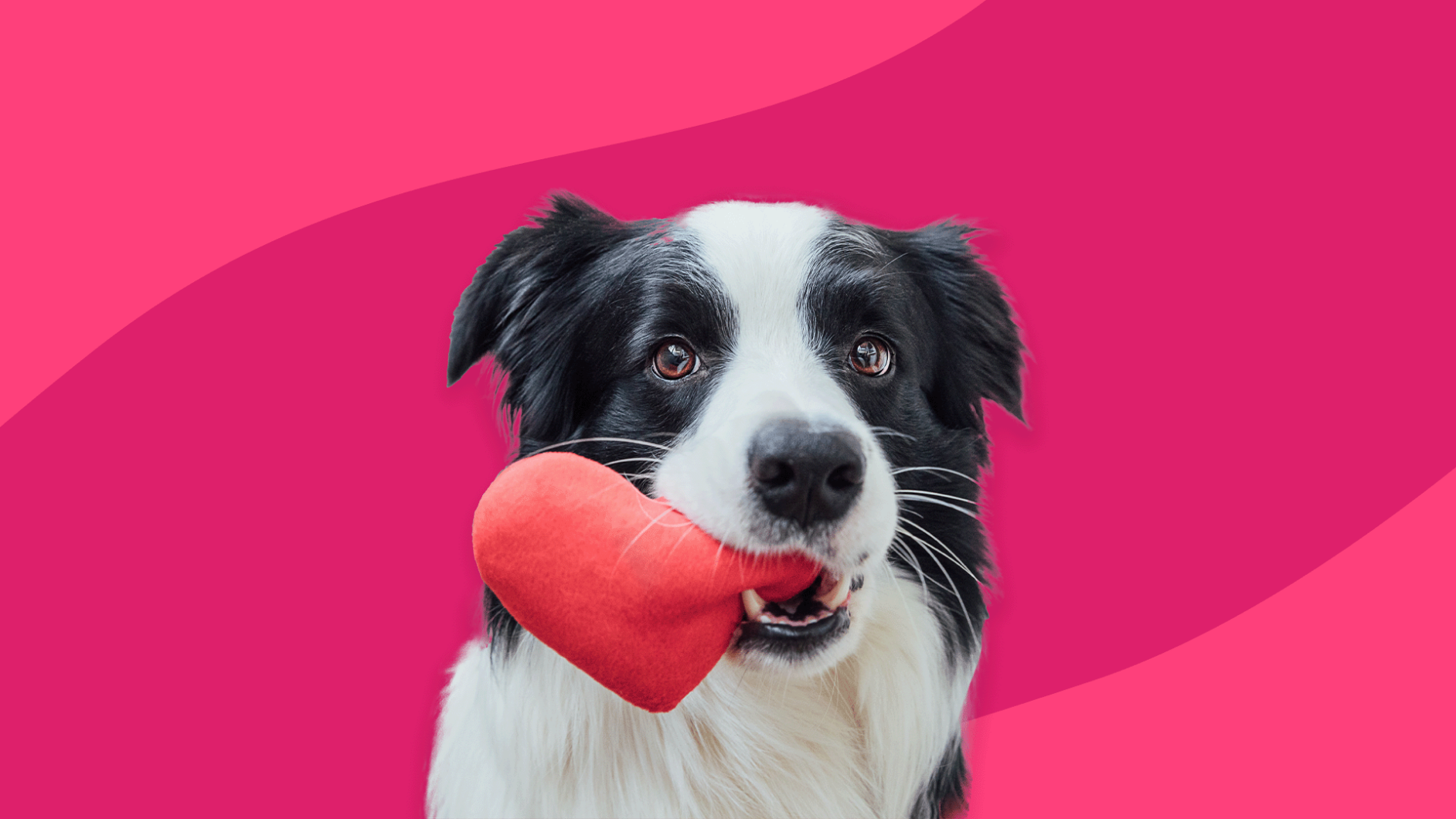 A black and white dog holding a heart shaped toy in their mouth: Furosemide for dogs