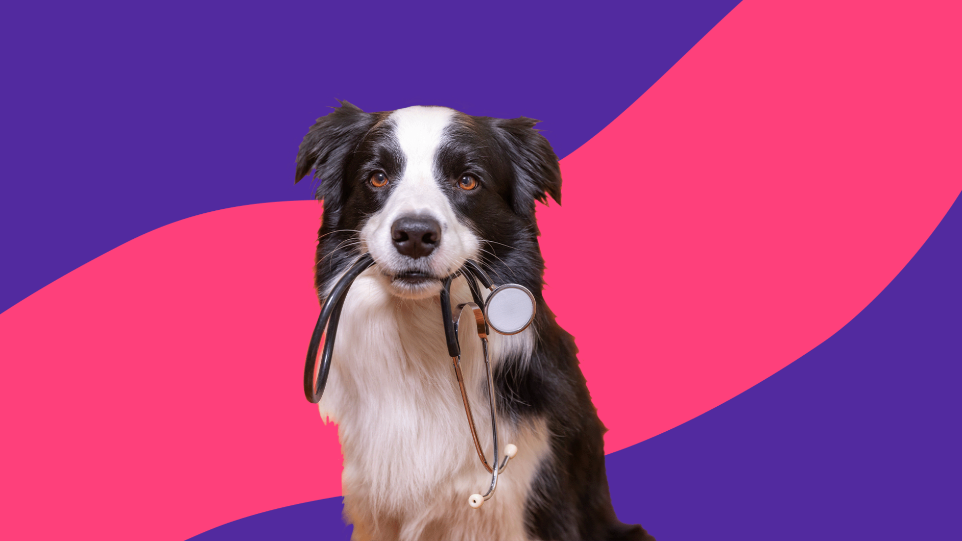 A black and white dog holding a stethoscope: Can dogs take ibuprofen?