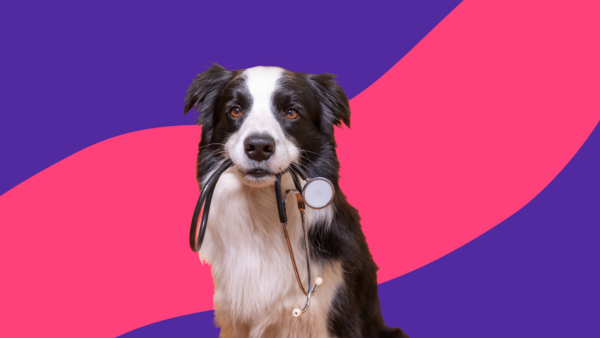 A black and white dog holding a stethoscope: Can dogs take ibuprofen?