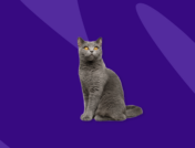 Dar grey cat: Prednisone (predniSONE) for cats