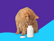 An orange cat looking into an Rx pill bottle: Trazodone for cats