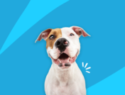 A white and brown dog sitting down: Cetirizine for dogs