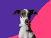 A picture of a dog: Ciprofloxacin for dogs